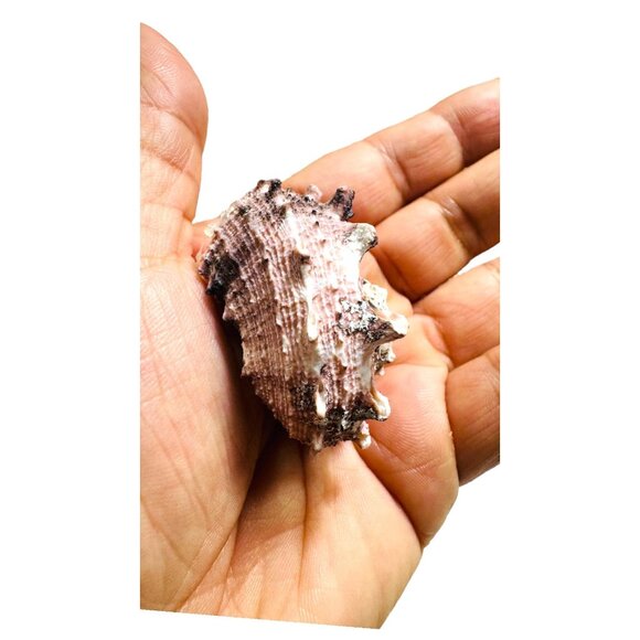 Conch Shell & White Keshi Teardrop Pearl Necklace With Artisan Silver Metalwork - Picture 13 of 17